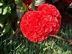 195 Longwood Gardens [2008 August 23]